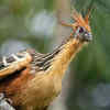 8. Hoatzin
