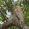 6. Rufous Potoo