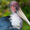 3. Marabou Stork