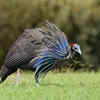 2. Vulturine Guineafowl