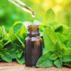 Benefits of mint for hair: Improves blood circulation, leading to hair growth.