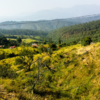 Ranikhet