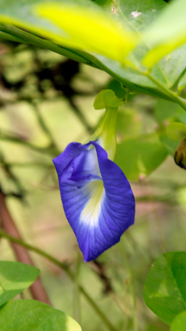 Aparajita
