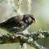 Vampire Ground Finch