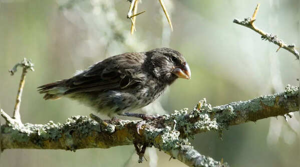Vampire Ground Finch