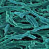 Thermophiles