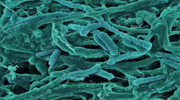 Thermophiles