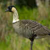 Nene Goose