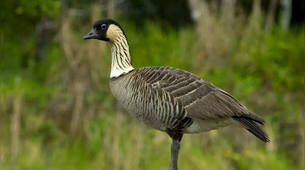 Nene Goose