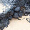 Hawaiian Blackfoot Limpet