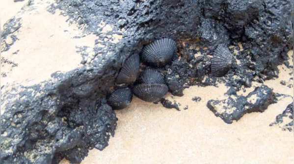 Hawaiian Blackfoot Limpet