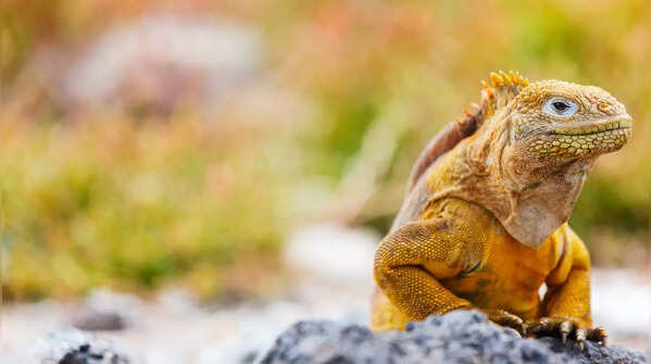 Land Iguana