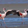 Lesser Flamingo