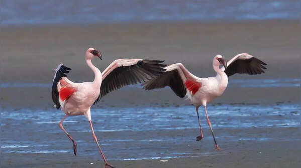 Lesser Flamingo