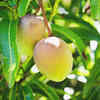 Nutritional value of mango