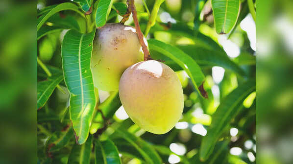 Nutritional value of mango