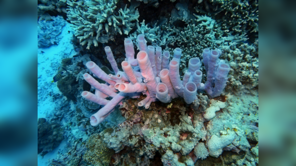 7 longest-living animals on Earth