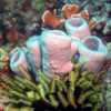 Glass Sponge (Monorhaphis chuni)