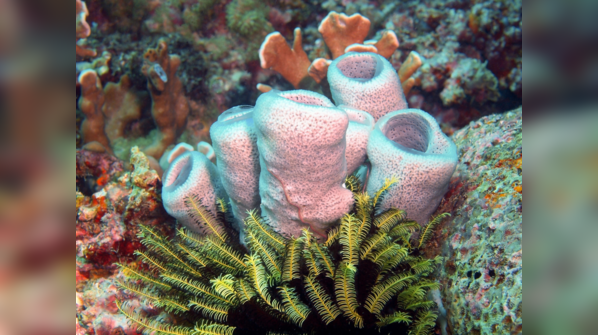 Glass Sponge (Monorhaphis chuni)