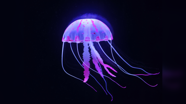 Immortal Jellyfish (Turritopsis dohrnii)