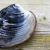 Ocean Quahog (Arctica islandica)