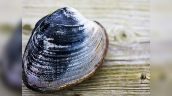 Ocean Quahog (Arctica islandica)