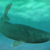 ​Greenland shark (Somniosus Microcephalus)