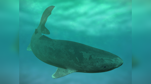 Greenland shark (Somniosus Microcephalus)