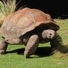 Giant tortoise (Aldabra Giant tortoise)