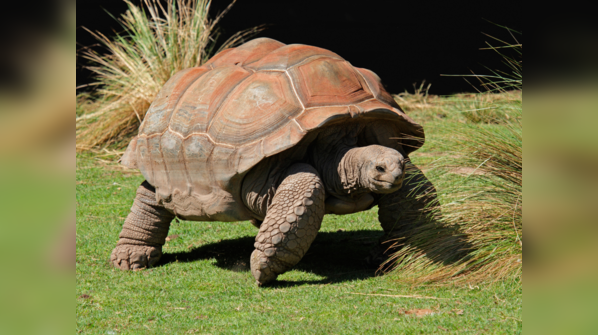 Giant tortoise (Aldabra Giant tortoise)