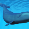 Bowhead Whale (Balaena Mysticetus)