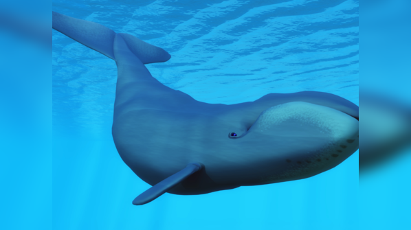 Bowhead Whale (Balaena Mysticetus)
