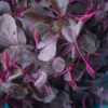 Amaranth