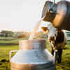 Cow milk