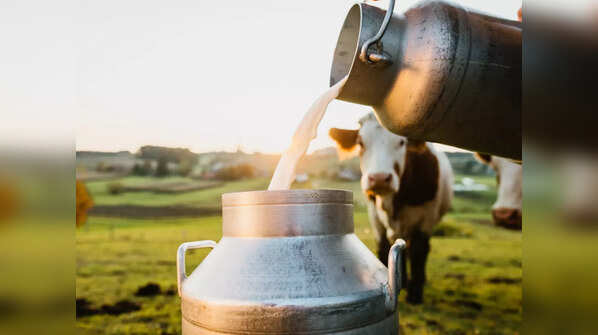 Cow milk
