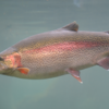 Rainbow Trout