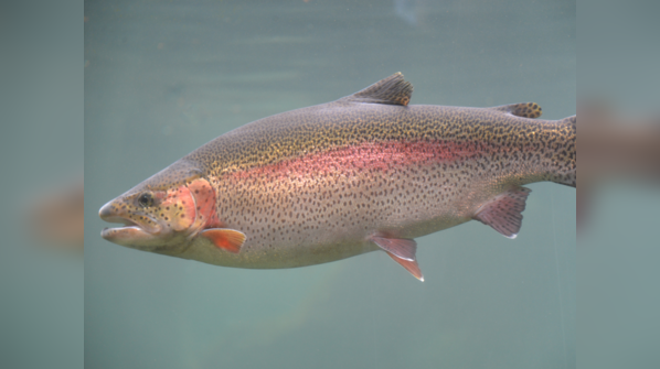 Rainbow Trout