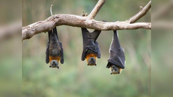 Bats