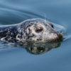 Harbor Seal