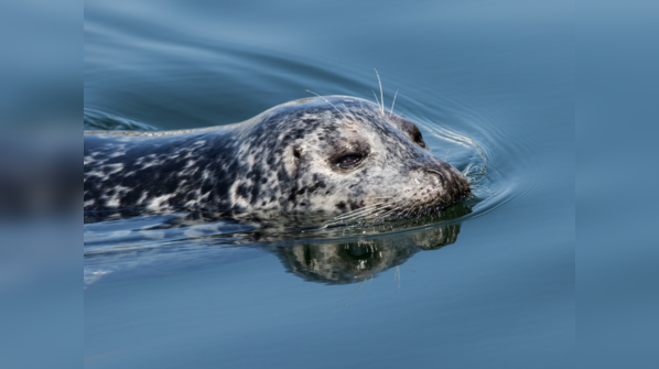Harbor Seal