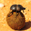 The Dung Beetle