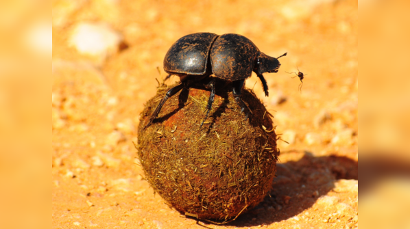 The Dung Beetle