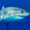 Sharks