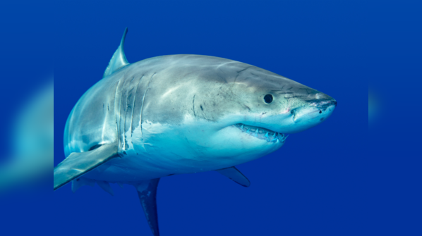 Sharks