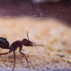 Ant of the Desert (Cataglyphis)