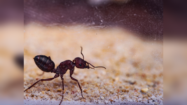 Ant of the Desert (Cataglyphis)