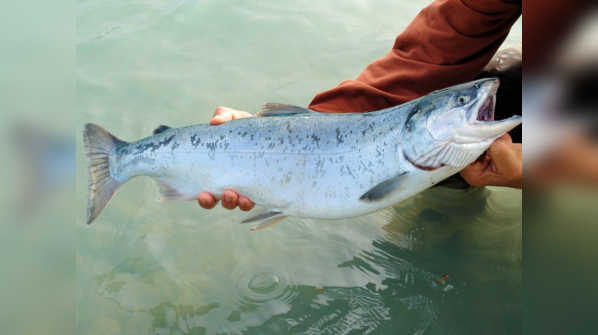 Salmon