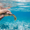 Sea Turtle