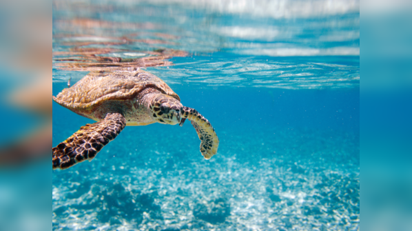 Sea Turtle