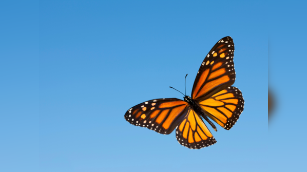 Monarch Butterfly